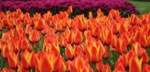 tulipano